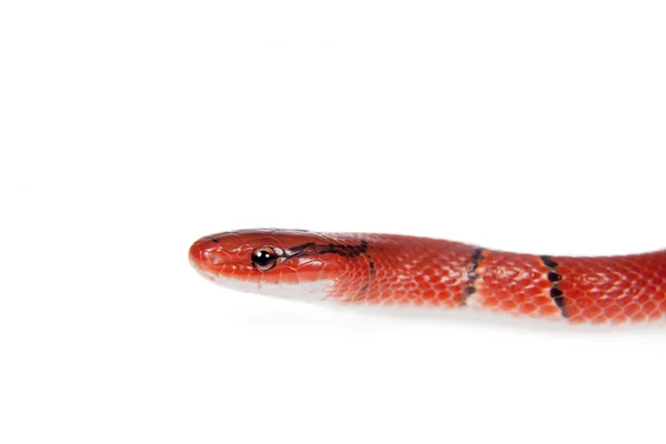 Petit serpent de bambou rouge isolé sur blanc — Photo