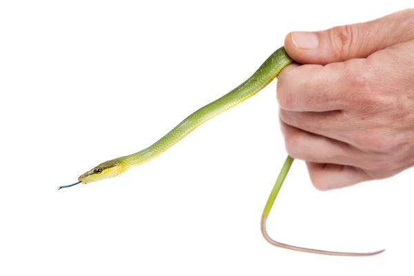 Rödstjärtad grön Ratsnake på den vita bakgrunden — Stockfoto