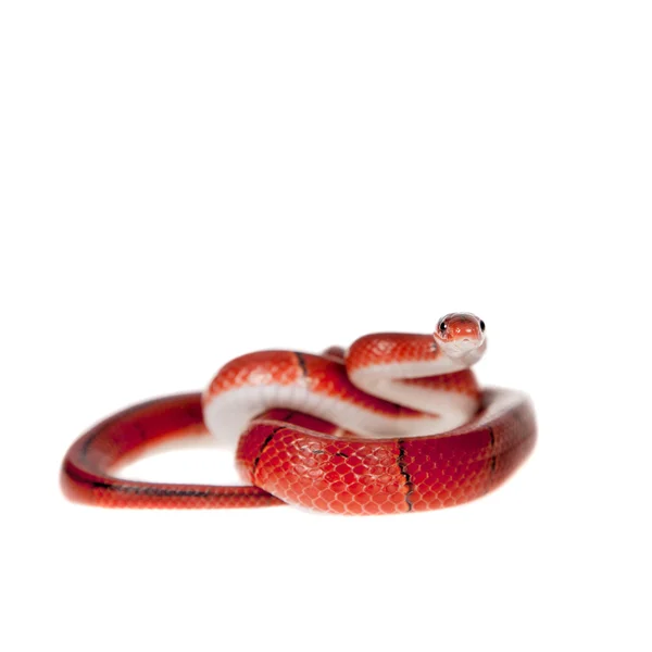 Petit serpent de bambou rouge isolé sur blanc — Photo