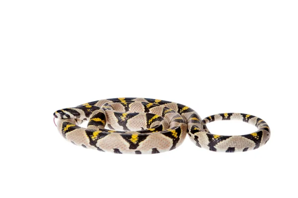 Mandarino ratto serpente isolato su sfondo bianco . — Foto Stock