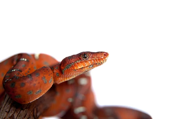 Esmeralda árvore boa, 2 dias de idade, isolado em branco — Fotografia de Stock