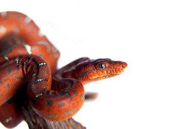 Zümrüt ağaç boa, 2 günlükken, üzerinde beyaz izole