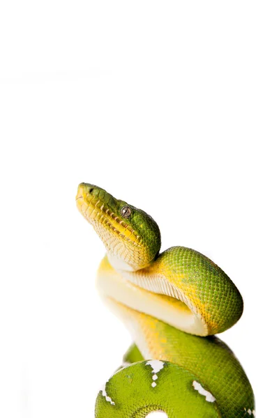 Emerald tree boa isolated on white background — Stock Photo, Image