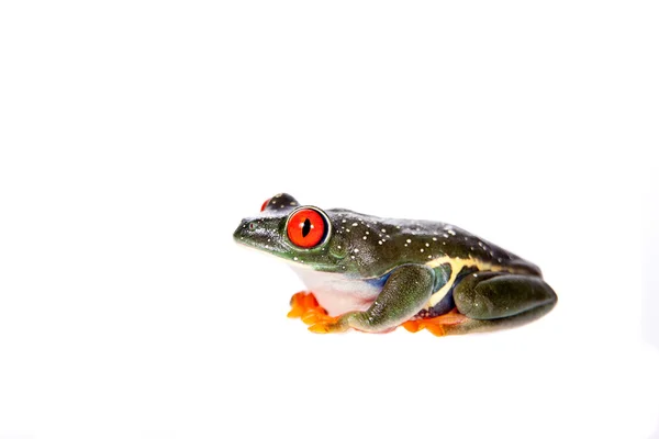 Czerwony eyed tree frog w nocy na białym tle — Zdjęcie stockowe