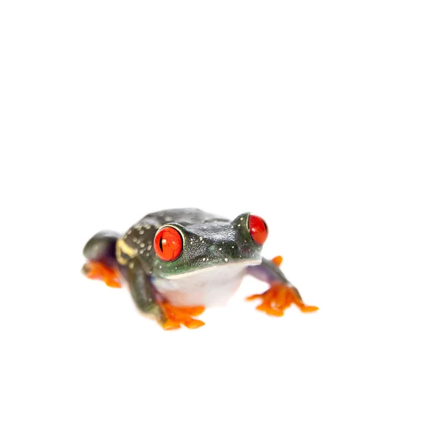 红眼树蛙在白色背景上的晚上 — 图库照片