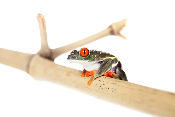 Czerwony eyed tree frog w nocy na białym tle — Zdjęcie stockowe