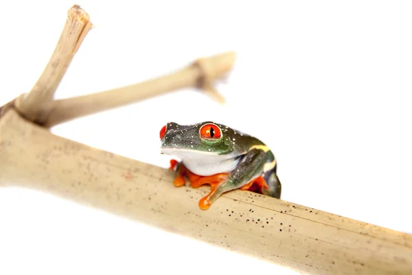 Red eyed tree frog at night on white background — Stock Photo, Image