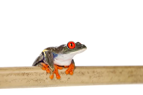 Laubfrosch mit roten Augen bei Nacht auf weißem Hintergrund — Stockfoto