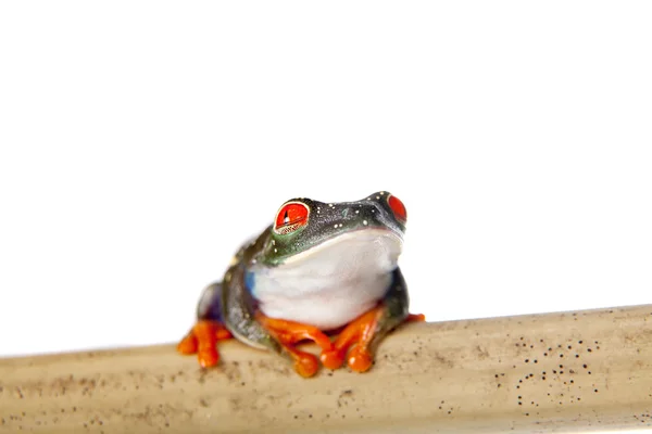 Red eyed tree frog's nachts op witte achtergrond — Stockfoto