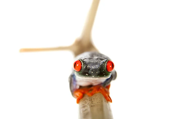 Laubfrosch mit roten Augen bei Nacht auf weißem Hintergrund — Stockfoto