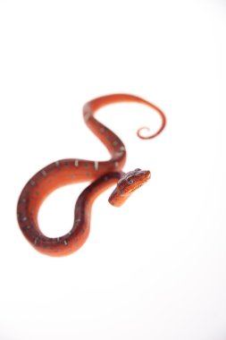 Zümrüt ağaç boa, 2 günlükken, üzerinde beyaz izole