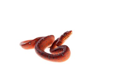 Zümrüt ağaç boa, 2 günlükken, üzerinde beyaz izole