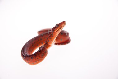 Zümrüt ağaç boa, 2 günlükken, üzerinde beyaz izole