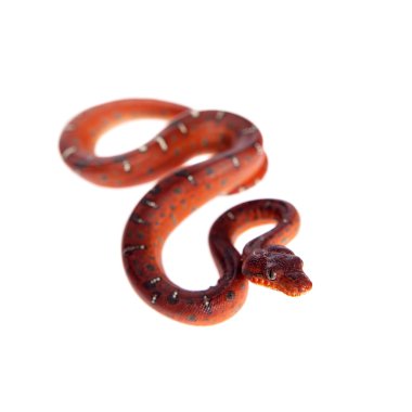 Zümrüt ağaç boa, 2 günlükken, üzerinde beyaz izole