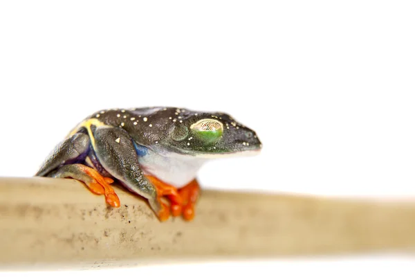 Grenouille à yeux rouges la nuit sur fond blanc — Photo