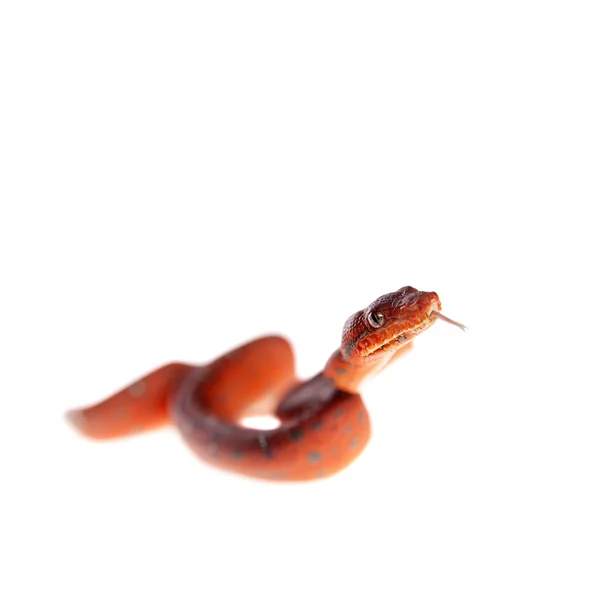 Boa de árbol esmeralda, 2 días de edad, aislado en blanco —  Fotos de Stock