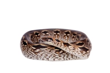 Madagaskar veya Malagasy zemin boa beyaz