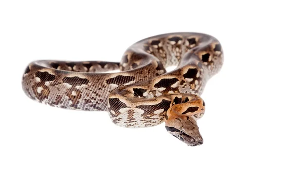 在白色的马达加斯加或马达加斯加地面蟒蛇 — 图库照片