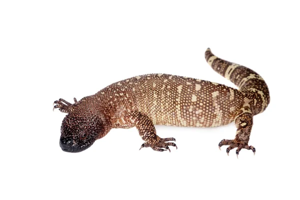 Venomous Beaded lizard isolated on white — Stock Photo, Image