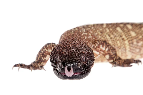 Venomous Beaded lizard isolated on white — Stock Photo, Image