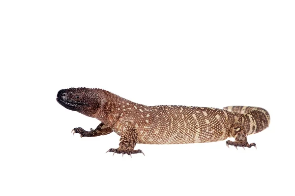 Jedovatý Beaded ještěrka izolované na bílém — Stock fotografie