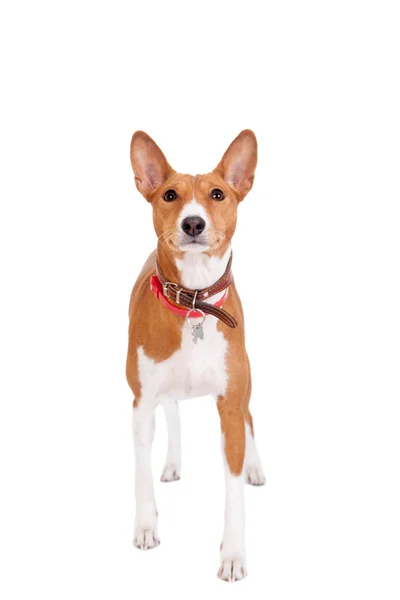 Basenji hund, 2 år gammal, isolerad på vit — Stockfoto