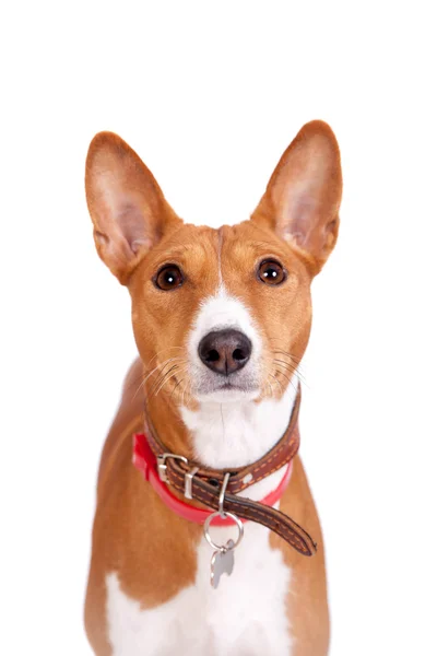 Chien Basenji, 2 ans, isolé sur blanc — Photo