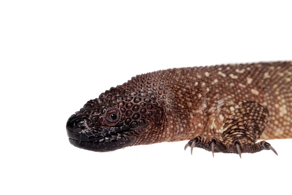 Lagarto frisado venenoso isolado em branco — Fotografia de Stock