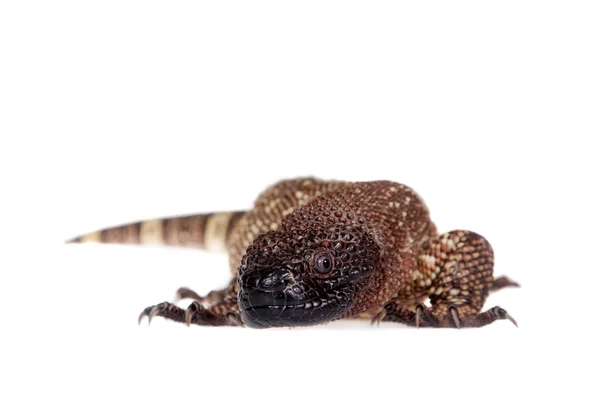 Venomous Beaded lizard isolated on white — Stock Photo, Image