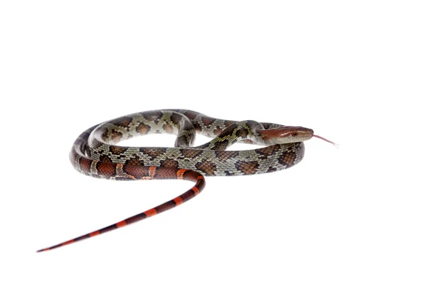 Fiore Ratsnake isolato su bianco — Foto Stock