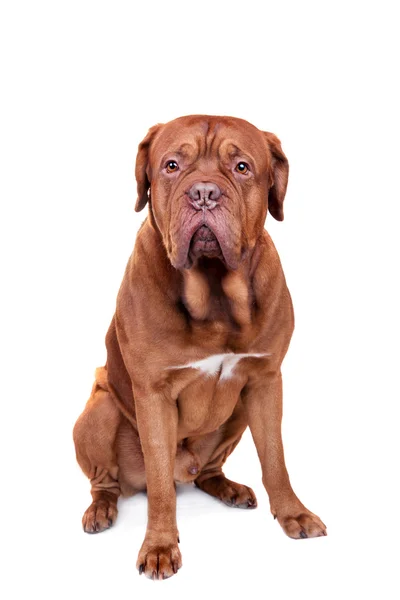 Dog of Dogue De Bordeaux isolated on white — Stock Photo, Image