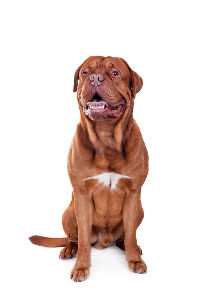 Cão de Dogue De Bordeaux isolado em branco — Fotografia de Stock