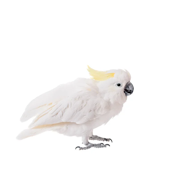 Cockatoo med svoveltak, isolert på hvitt – stockfoto