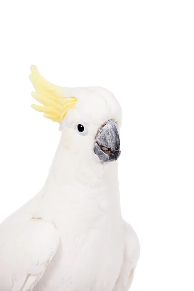 Cockatoo crestato di zolfo, isolato su bianco — Foto Stock