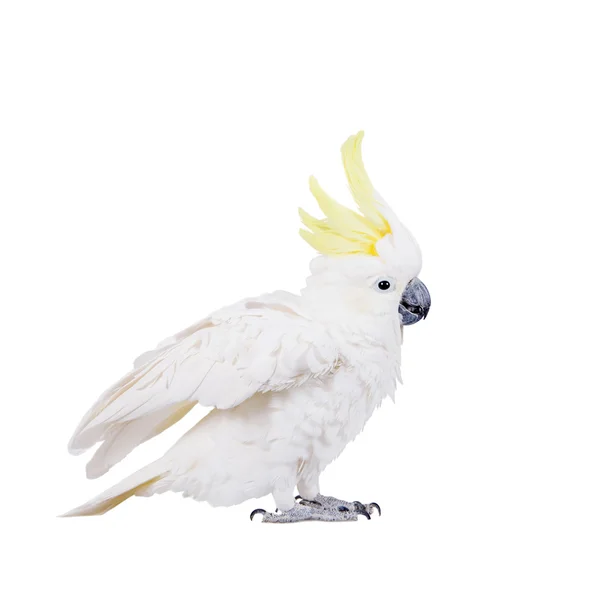 含硫量凤头鹦鹉，白色上孤立 — 图库照片
