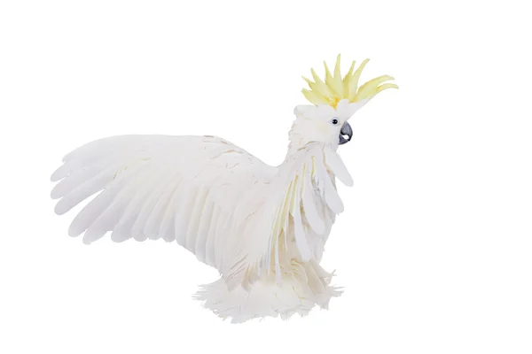 Cockatoo crestato di zolfo, isolato su bianco — Foto Stock