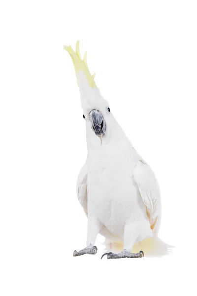 Cacatua-de-crista-de-enxofre, isolada em branco — Fotografia de Stock