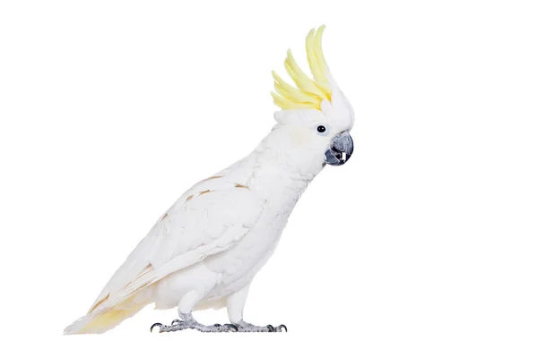 유황-볏이 있는 앵무새, 흰색 절연 — 스톡 사진
