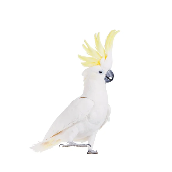 Cacatúa de cresta de azufre, aislada en blanco — Foto de Stock