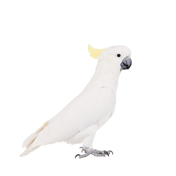 Cacatua-de-crista-de-enxofre, isolada em branco — Fotografia de Stock