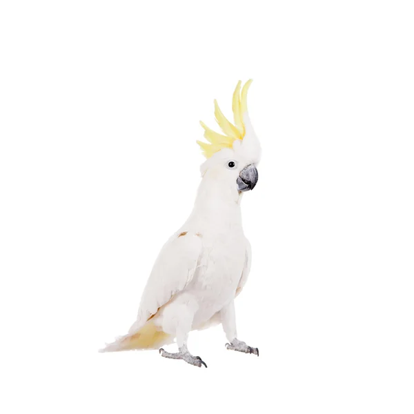 Síry chocholatý kakadu, izolovaných na bílém — Stock fotografie