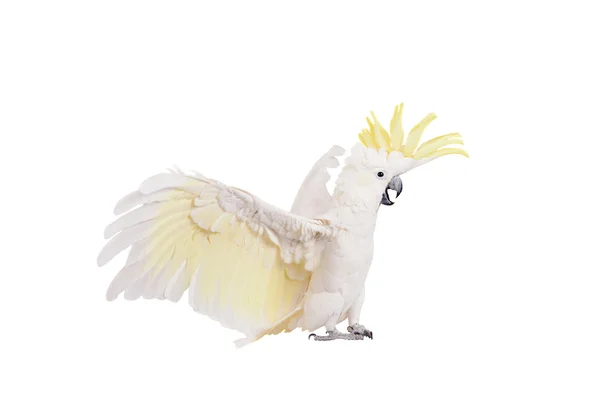 Cockatoo crestato di zolfo, isolato su bianco — Foto Stock