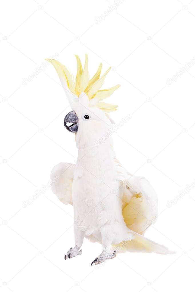 Sulphur-crested Cockatoo, isolated on white