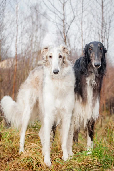 Borzoi hund porträtt på torrt gräs bakgrund — Stockfoto