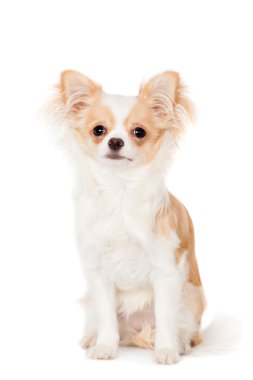 Chihuahua, 3 yaşında beyaz arka plan üzerinde