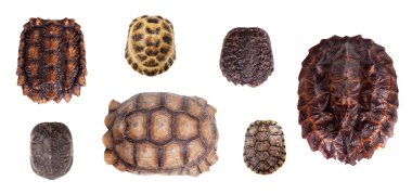 Different Tortoiseshells on white clipart
