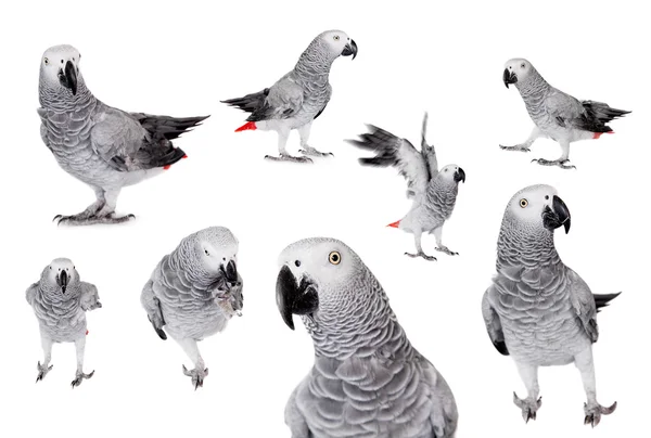 African Grey Parrot, isolated on white background — Stock Photo, Image