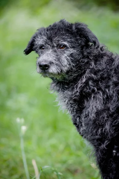 Mixed breed dog on grass — Stock Photo, Image