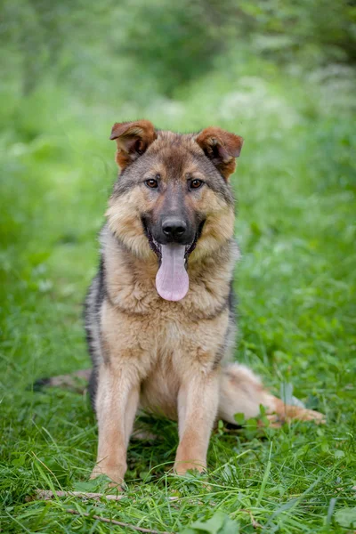 Mixed breed dog on grass — Stock Photo, Image