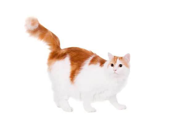 Ginger mixed breed cat on white — Stock Photo, Image